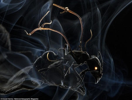 Nhìn lại một năm bằng loạt ảnh đoạt giải Ảnh Báo chí Thế giới