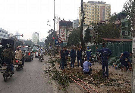 Ý kiến trái chiều về việc Hà Nội triệt hạ 6.700 cây xanh