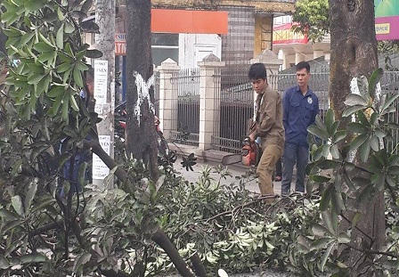 Hà Nội: Chặt một cây xà cừ hết... 25,2 triệu tiền công