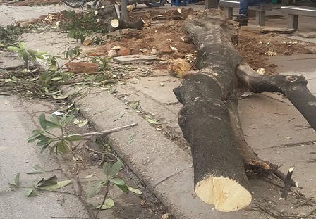 Ý kiến trái chiều về việc Hà Nội triệt hạ 6.700 cây xanh