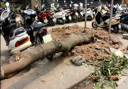 Người dân lên tiếng việc Hà Nội chặt 6.700 cây xanh