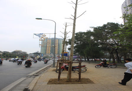 Phó Thủ tướng yêu cầu Hà Nội xử nghiêm vụ chặt cây xanh