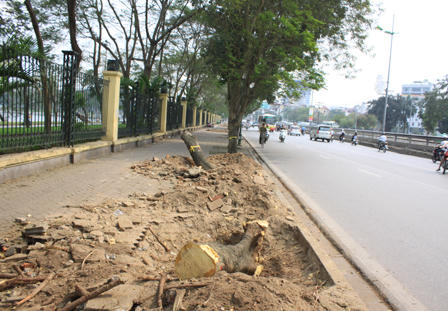 Người dân lên tiếng việc Hà Nội chặt 6.700 cây xanh