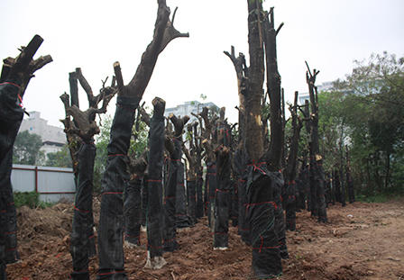 Hà Nội: Chặt một cây xà cừ hết... 25,2 triệu tiền công