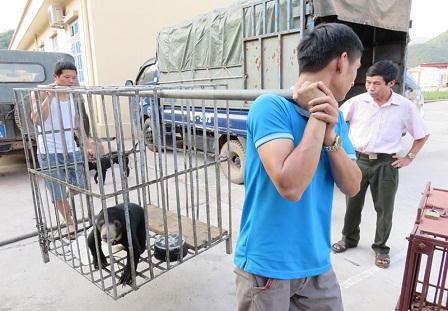 Cứu hộ một cá thể gấu chó tại Nậm Pồ, Điện Biên