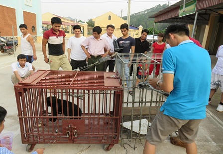 Cứu hộ một cá thể gấu chó tại Nậm Pồ, Điện Biên