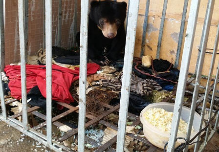 Cứu hộ một cá thể gấu chó tại Nậm Pồ, Điện Biên