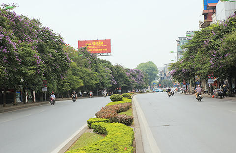 Phố Hà Nội rực rỡ trong màu hoa tháng 5