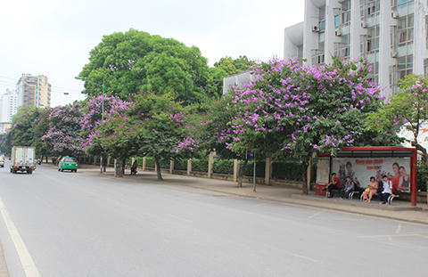 Phố Hà Nội rực rỡ trong màu hoa tháng 5