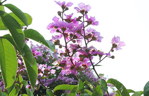 Phố Hà Nội rực rỡ trong màu hoa tháng 5