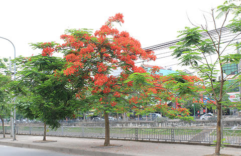 Phố Hà Nội rực rỡ trong màu hoa tháng 5