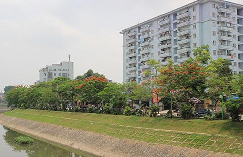 Phố Hà Nội rực rỡ trong màu hoa tháng 5