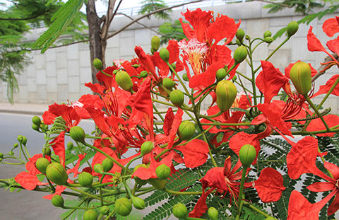 Phố Hà Nội rực rỡ trong màu hoa tháng 5