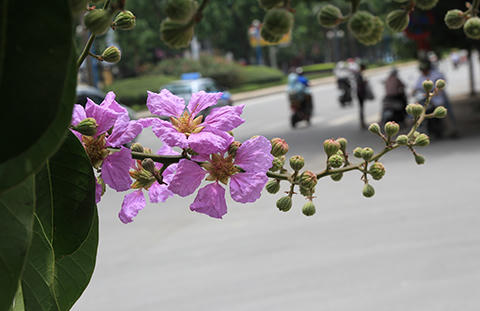 Phố Hà Nội rực rỡ trong màu hoa tháng 5