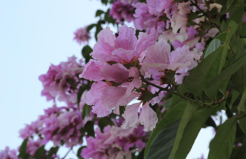 Phố Hà Nội rực rỡ trong màu hoa tháng 5