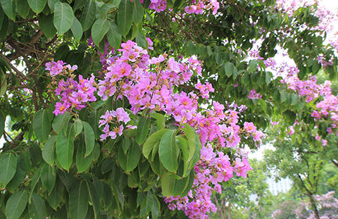 Phố Hà Nội rực rỡ trong màu hoa tháng 5