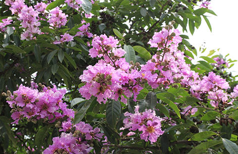 Phố Hà Nội rực rỡ trong màu hoa tháng 5