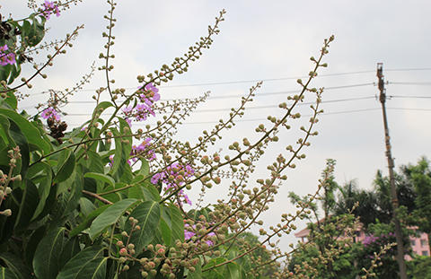 Phố Hà Nội rực rỡ trong màu hoa tháng 5