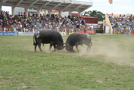 Cận cảnh “miếng đòn hiểm hóc” của các ông trâu