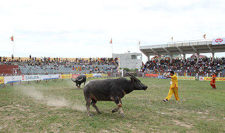 Cận cảnh “miếng đòn hiểm hóc” của các ông trâu