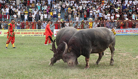 Cận cảnh “miếng đòn hiểm hóc” của các ông trâu