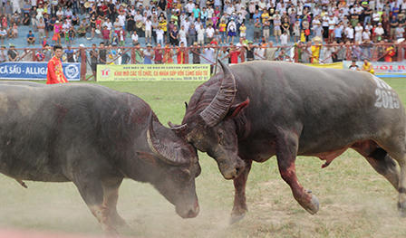 Cận cảnh “miếng đòn hiểm hóc” của các ông trâu