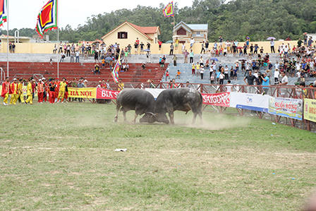 Cận cảnh “miếng đòn hiểm hóc” của các ông trâu