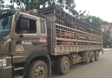 Chở 150 con lợn không qua kiểm dịch lên Lạng Sơn
