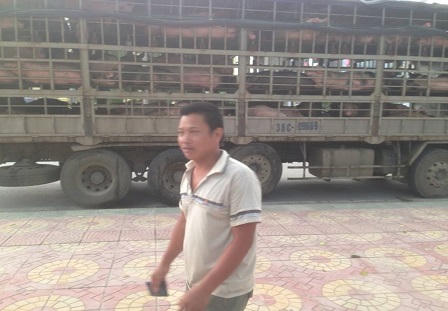 Chở 150 con lợn không qua kiểm dịch lên Lạng Sơn