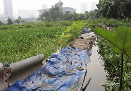 Hà Nội: Rùng mình chứng kiến "hành trình" của rau muống bẩn