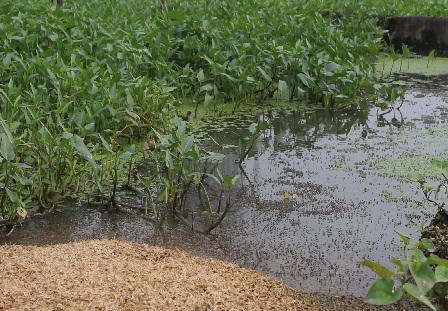 Hà Nội: Rùng mình chứng kiến "hành trình" của rau muống bẩn