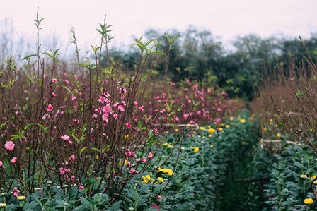 Rét hại, người dân Hà Nội “căng mình” bảo vệ đào, quất!