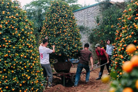 Rét hại, người dân Hà Nội “căng mình” bảo vệ đào, quất!