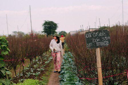 Rét hại, người dân Hà Nội “căng mình” bảo vệ đào, quất!