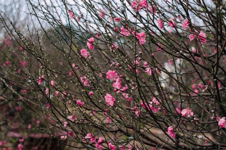 Rét hại, người dân Hà Nội “căng mình” bảo vệ đào, quất!