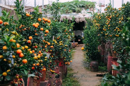 Rét hại, người dân Hà Nội “căng mình” bảo vệ đào, quất!