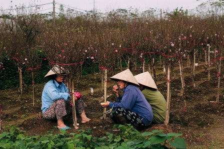 Rét hại, người dân Hà Nội “căng mình” bảo vệ đào, quất!