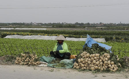 Bản tin: Người dân lo không có Tết vì củ đậu mất giá
