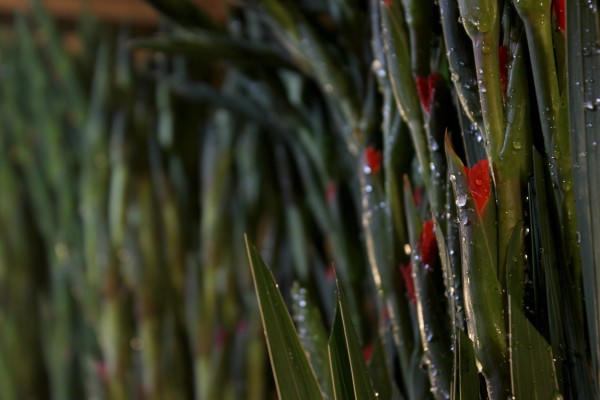 Chợ đêm, điểm hẹn của các loài hoa trong ngày cận Tết