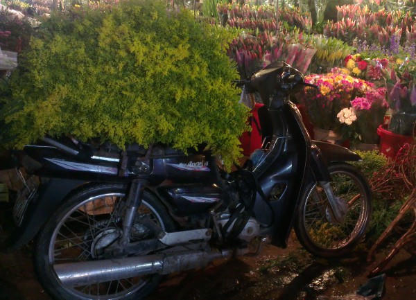 Chợ đêm, điểm hẹn của các loài hoa trong ngày cận Tết