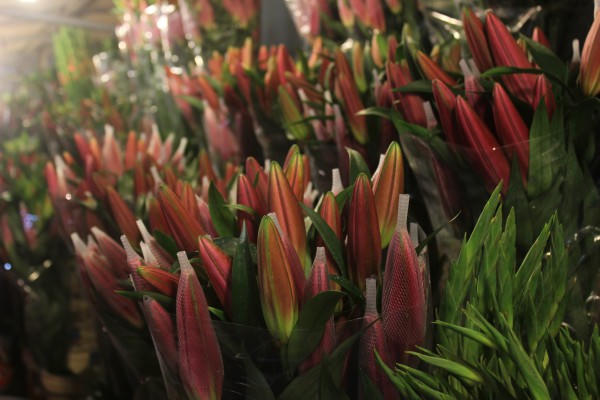 Chợ đêm, điểm hẹn của các loài hoa trong ngày cận Tết