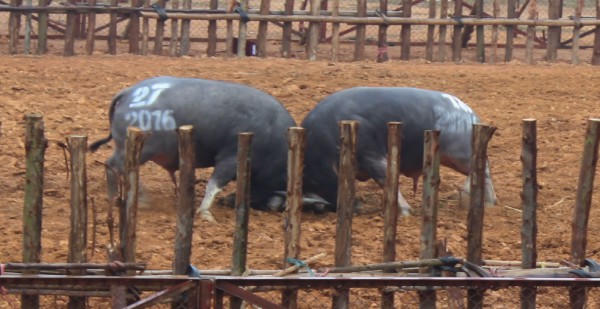 Phù Ninh: Hàng nghìn người đội mưa rét về Lễ hội Chọi trâu