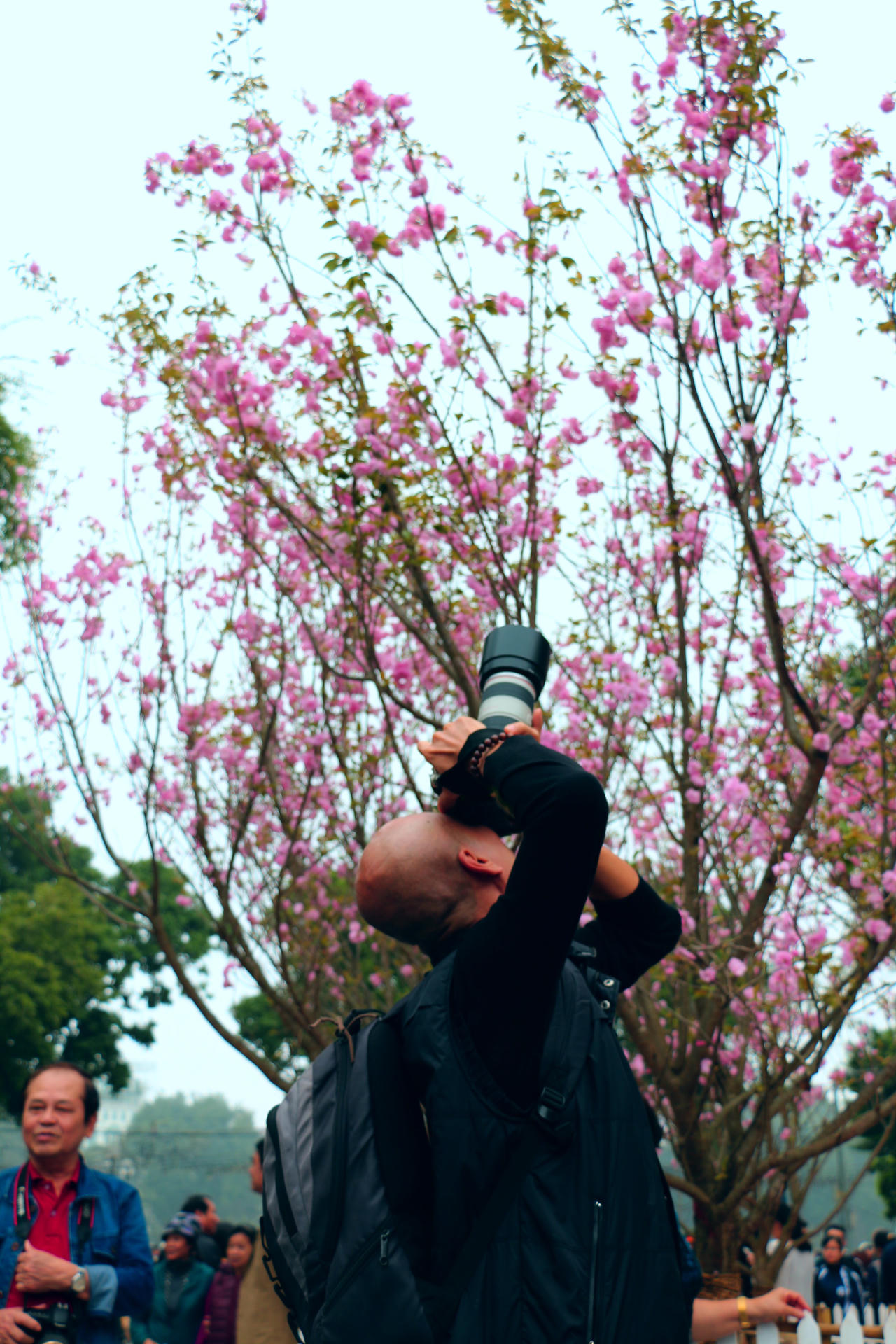 Chiêm ngưỡng hoa anh đào nở rộ giữa lòng Hà Nội