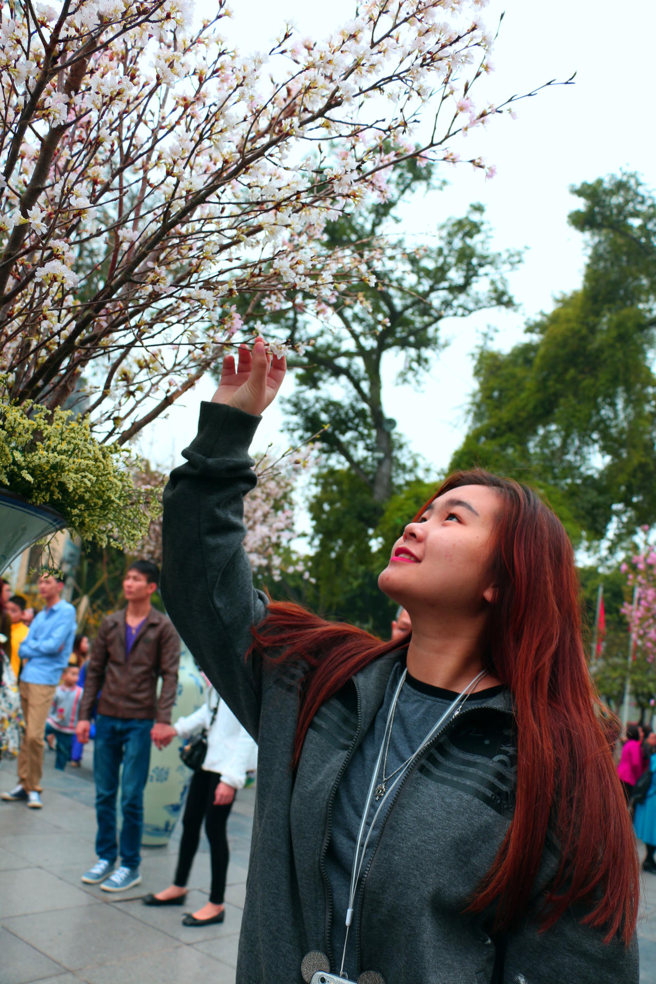 Chiêm ngưỡng hoa anh đào nở rộ giữa lòng Hà Nội