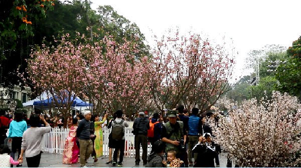 Chiêm ngưỡng hoa anh đào nở rộ giữa lòng Hà Nội
