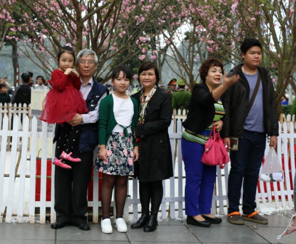 Chiêm ngưỡng hoa anh đào nở rộ giữa lòng Hà Nội