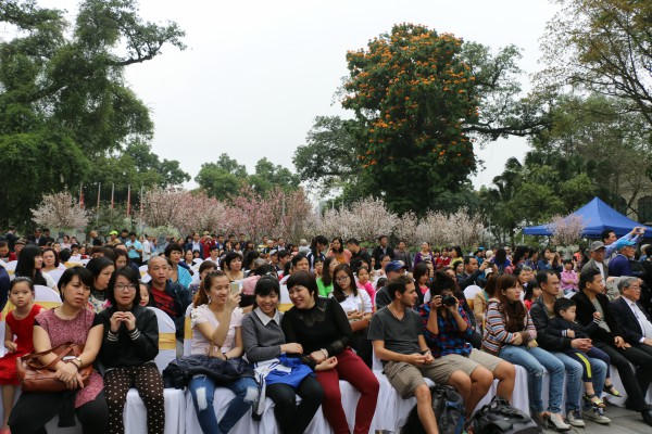 Chiêm ngưỡng hoa anh đào nở rộ giữa lòng Hà Nội