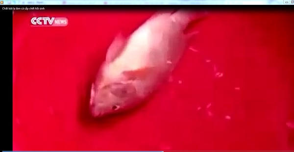 Hoang mang với chất bột lạ làm cá sắp chết "hồi sinh"