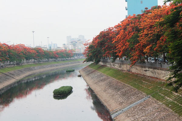 Sắc màu mùa hạ rực rỡ khắp Hà Thành