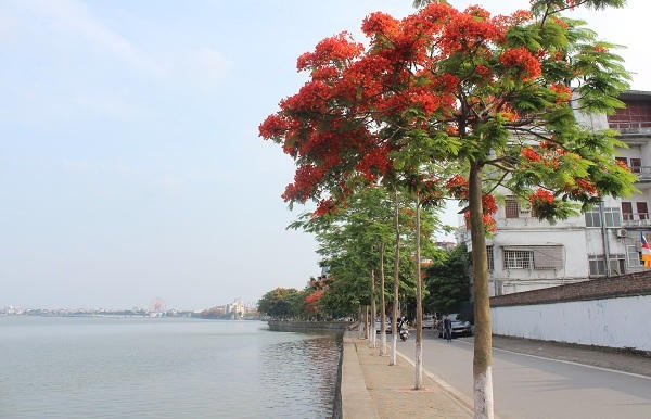 Sắc màu mùa hạ rực rỡ khắp Hà Thành